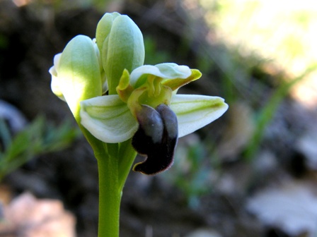 Passeggiate orchidologiche 2013